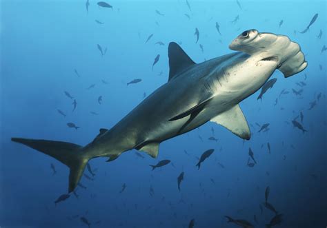 Hammerhead Shark .